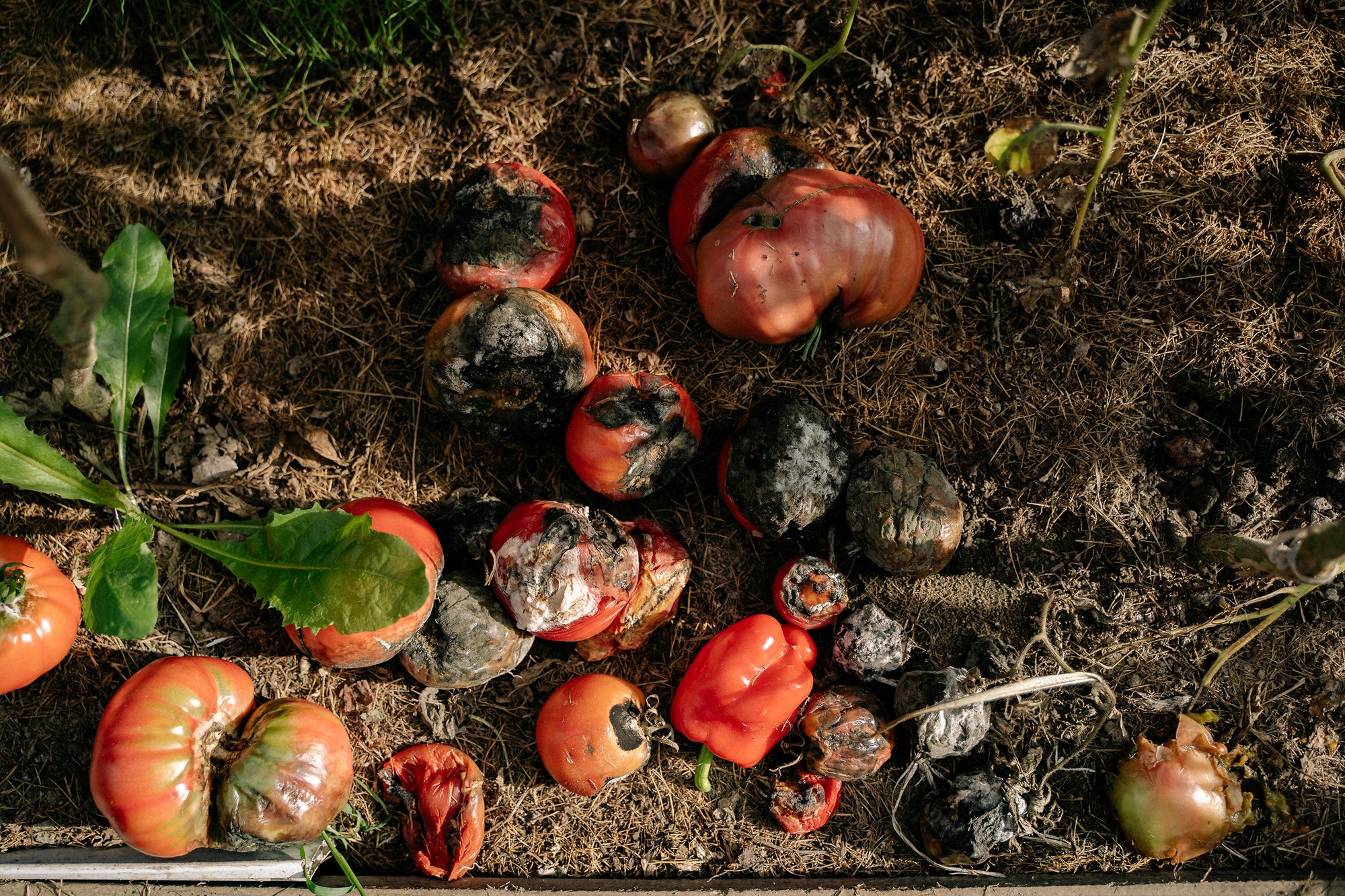 Australia's Food Waste